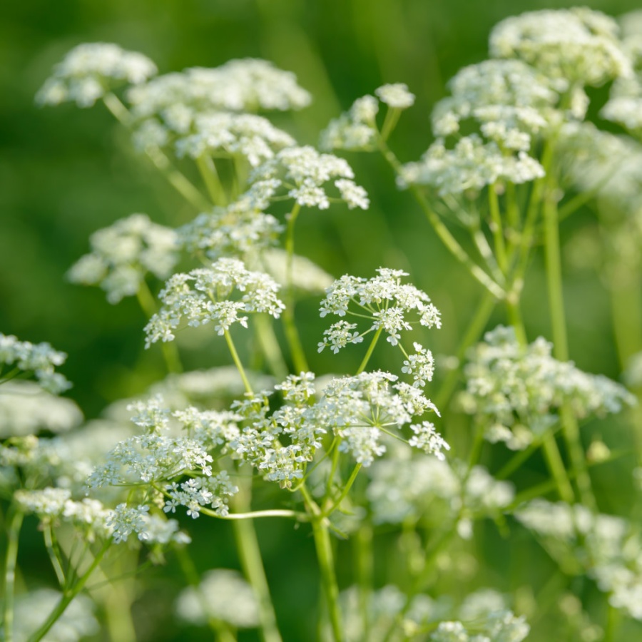 Anise Seeds